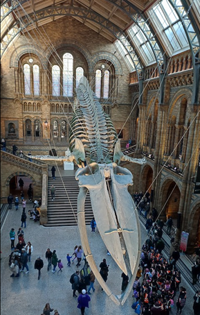 history museum