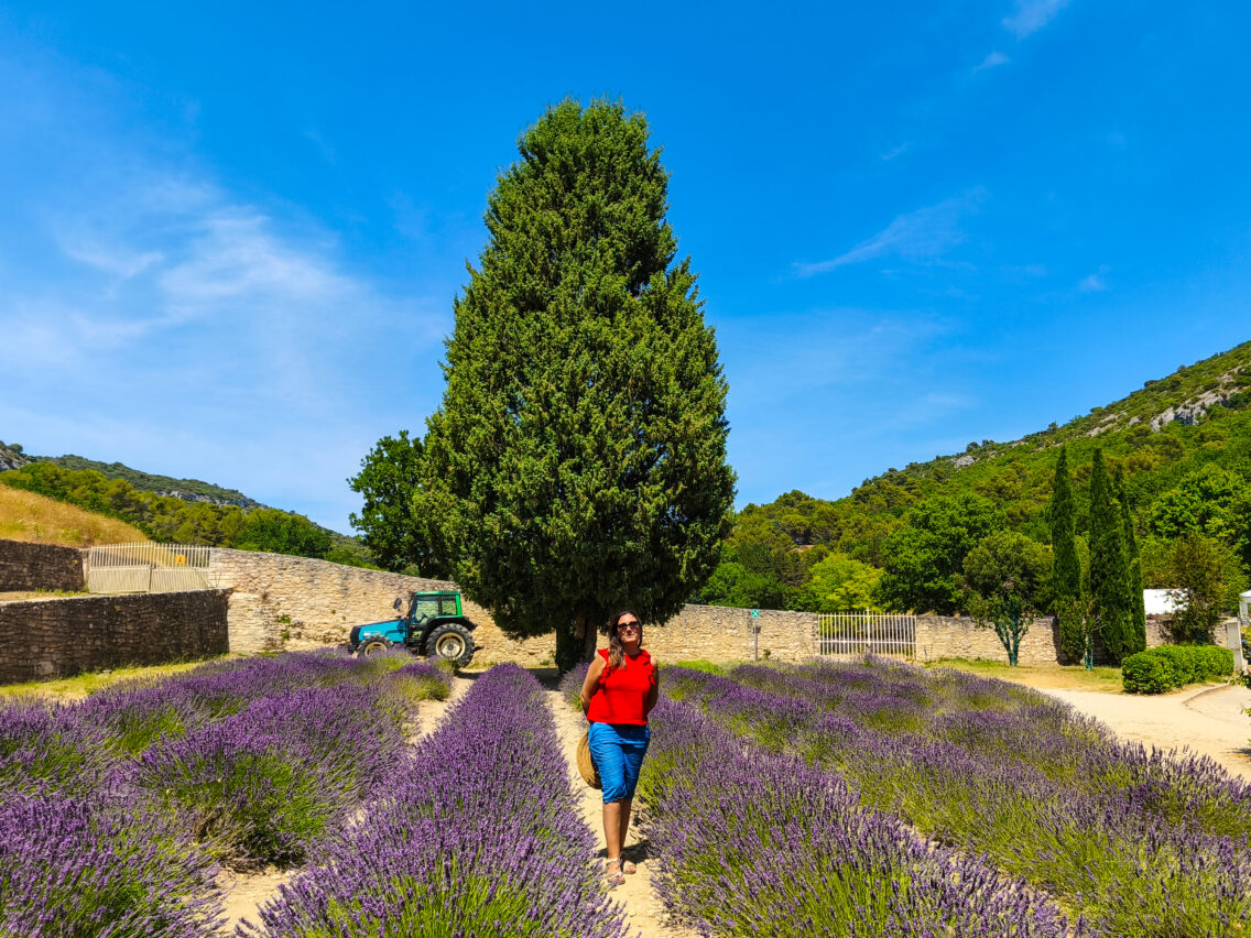 Itinerario di 14 giorni in Provenza e Camargue